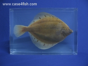 Foto Galerie/Pleuronectiformes/Pleuronectes platessa/Pleuronectes platessa_01_S.jpg